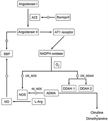Modeling Disease Progression: Angiotensin II Indirectly Inhibits Nitric Oxide Production via ADMA Accumulation in Spontaneously Hypertensive Rats